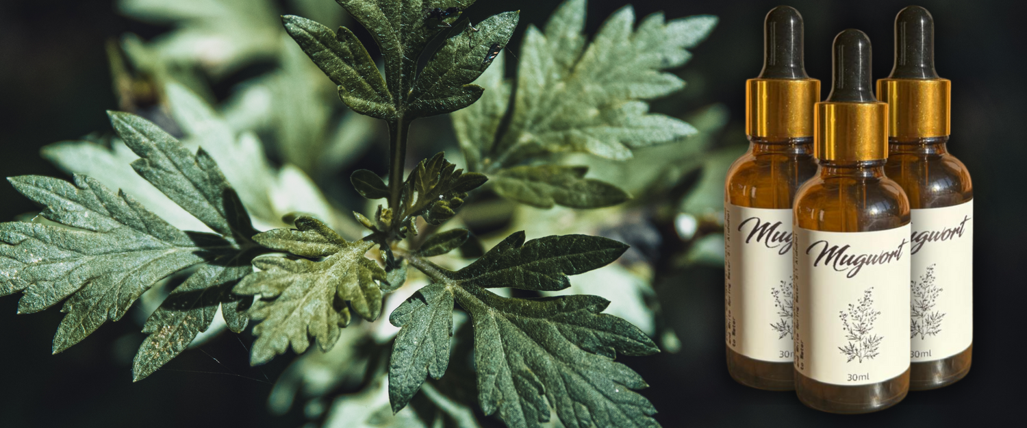 The Magic and Mystery of Mugwort: Ancient Wisdom for Modern Times