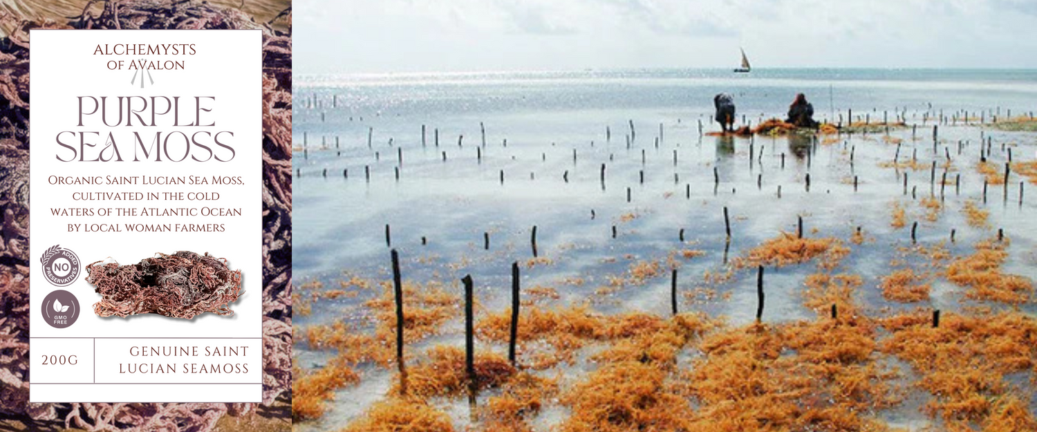 Atlantic Sea Moss: Nature’s Superfood for Wellness