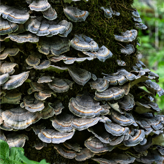 Turkey Tail Mushroom Tincture – 30ml