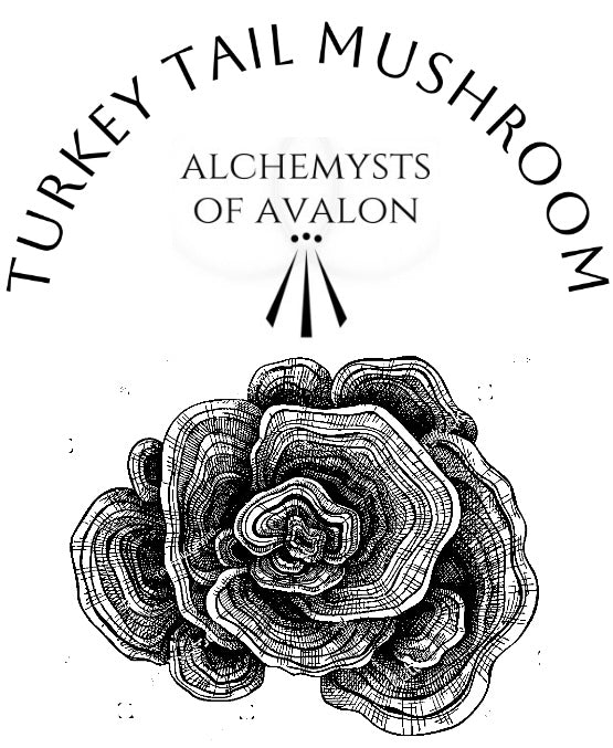 Turkey Tail Mushroom Tincture – 30ml