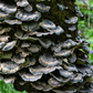 Turkey Tail Mushroom Tincture – 30ml