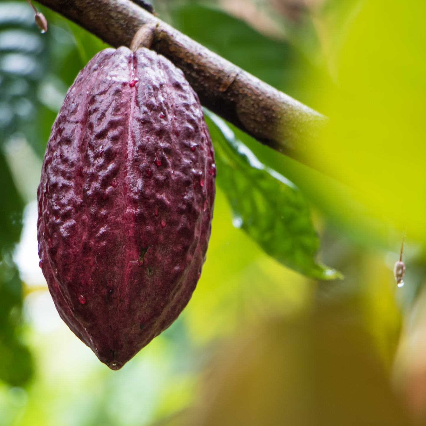 Ceremonial Cacao - 450g